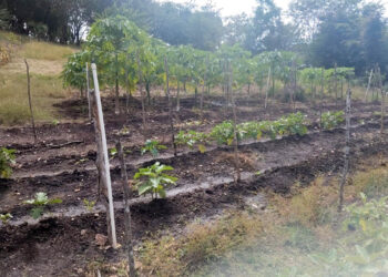 Potenciar producciones es el objetivo de la asistencia técnica brindada en huerto comunal de Zacapa