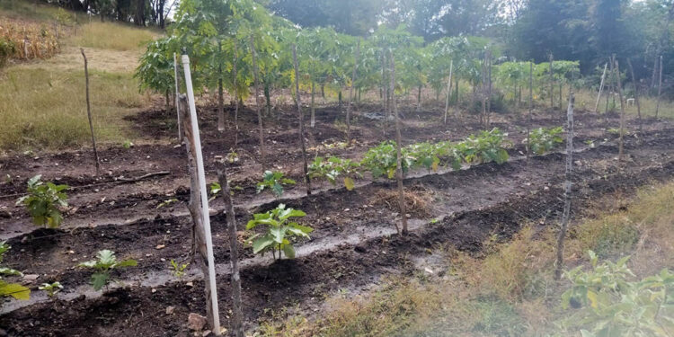 Potenciar producciones es el objetivo de la asistencia técnica brindada en huerto comunal de Zacapa