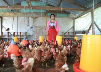 Prácticas adecuadas para el manejo de gallinas ponedoras