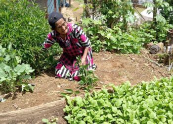 Producción en patio mejora economía de familias rurales