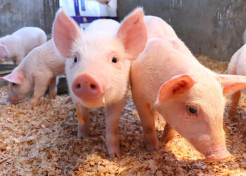 Realizadas más de 115 mil muestras de laboratorio que fortalecen la sanidad animal