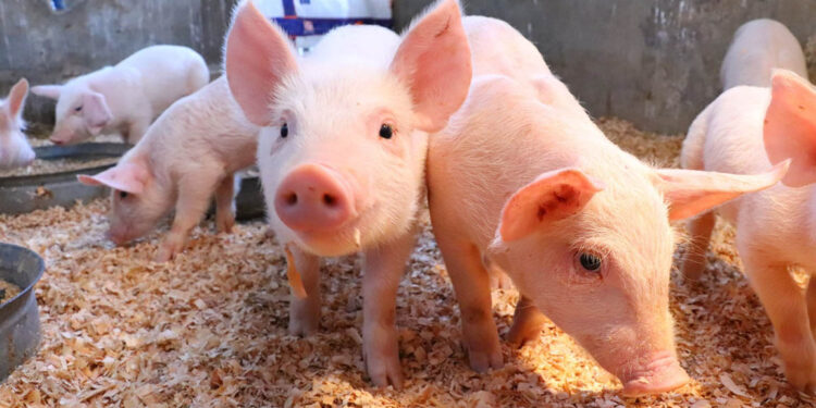 Realizadas más de 115 mil muestras de laboratorio que fortalecen la sanidad animal