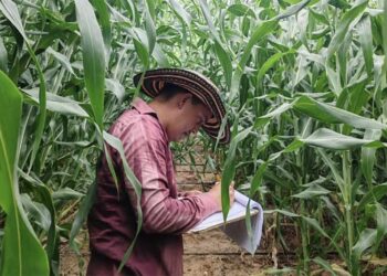 Realizan estudios agrícolas para optimizar cultivos de arroz y sorgo