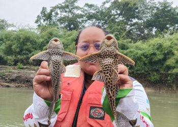 Realizan pesca científica para identificar especies de peces en río La Pasión