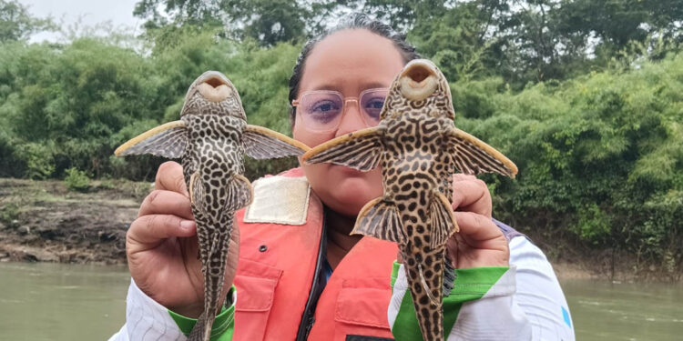 Realizan pesca científica para identificar especies de peces en río La Pasión