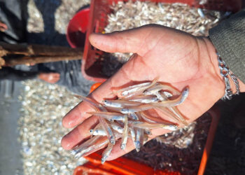 Realizan primera jornada del año para recolectar datos biológicos de la pesca comercial