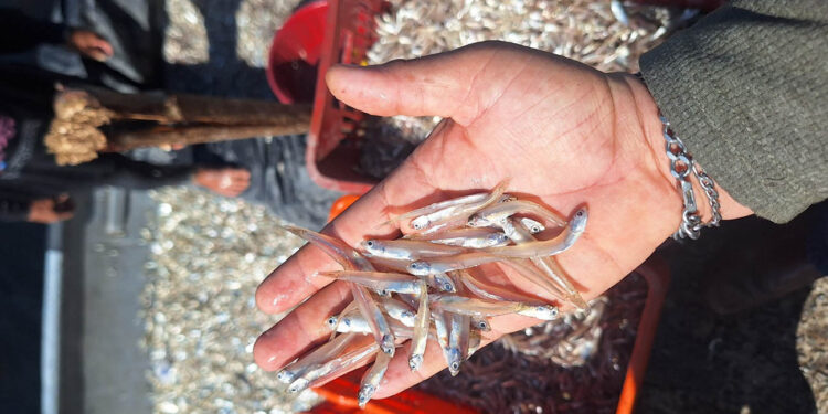 Realizan primera jornada del año para recolectar datos biológicos de la pesca comercial