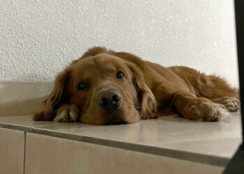 Recomendaciones para cuidar a las mascotas en épocas de frío