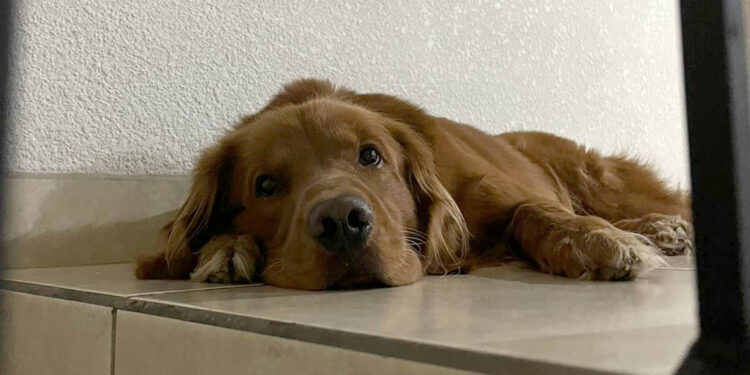 Recomendaciones para cuidar a las mascotas en épocas de frío