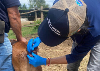 Refuerzan vigilancia focalizada para contener el Gusano Barrenador