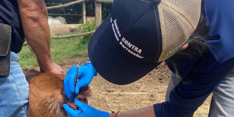 Refuerzan vigilancia focalizada para contener el Gusano Barrenador