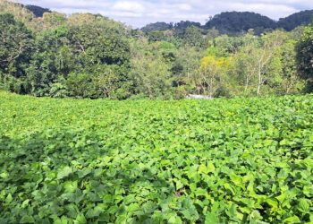 Supervisan proyecto de semilla de frijol en Santa Ana, Petén