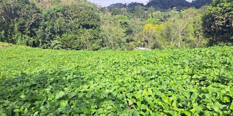 Supervisan proyecto de semilla de frijol en Santa Ana, Petén