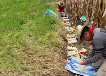 Transferencia tecnológica: éxitos en la producción de semillas de alta calidad