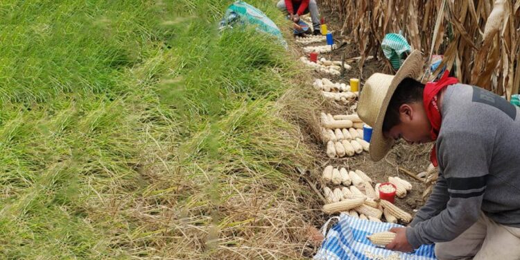 Transferencia tecnológica: éxitos en la producción de semillas de alta calidad