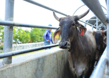 Trazabilidad de alimentos: la clave para garantizar seguridad, salud y acceso a mercados