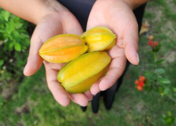 Un frutal con alto potencial productivo y comercial en Guatemala