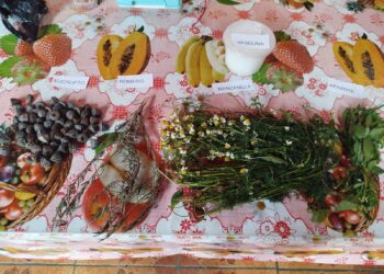 Plantas medicinales: legado que fortalece la identidad cultural