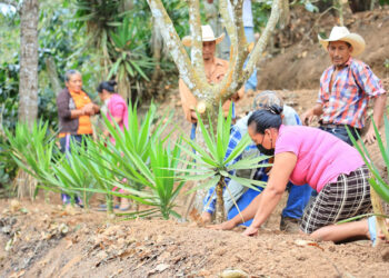 Barreras rompevientos y macrotúneles: claves para proteger cultivos del frío y viento
