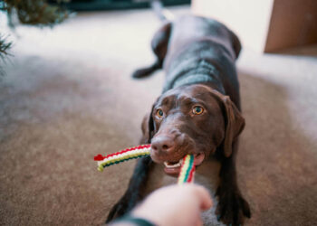 Tenencia responsable: un compromiso con el bienestar animal