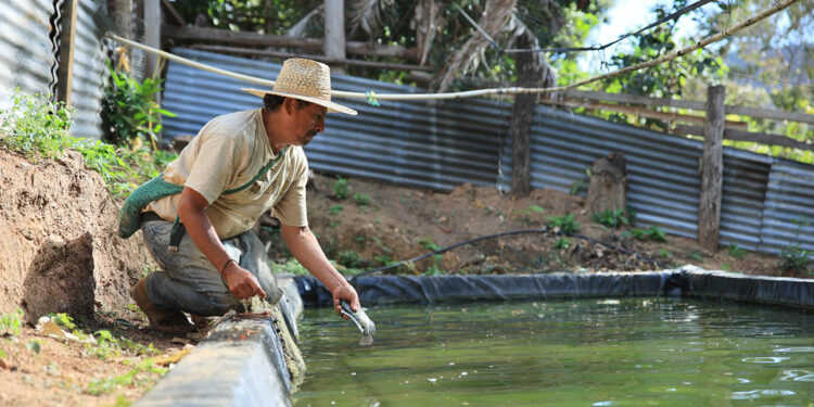 Tilapia: cultivo de peces que gana terreno