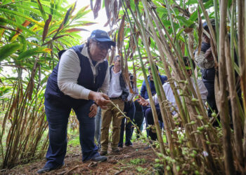 Cardamomo: cultivo que late en el corazón de Alta Verapaz
