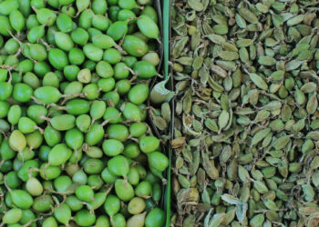 De la finca al mercado: el cardamomo, motor de desarrollo y bienestar