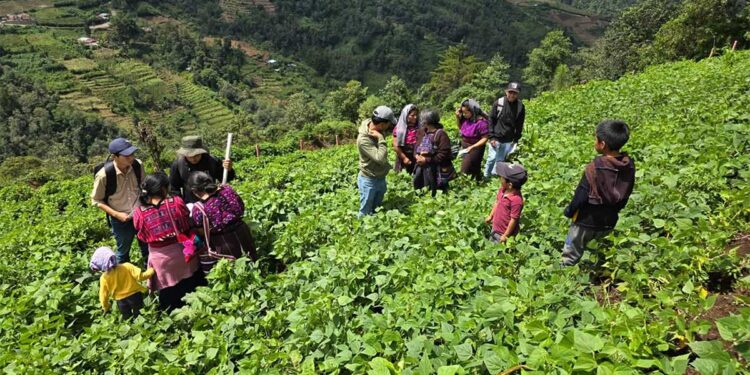 Transferencia tecnológica: éxitos en la producción de semillas de alta calidad