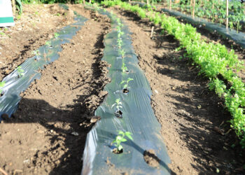 El frío no cede: refuerzan recomendaciones para proteger cultivos y ganado