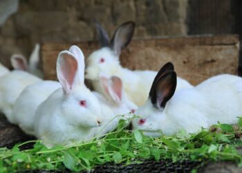 Cunicultura: una fuente de proteína e ingresos para las comunidades rurales