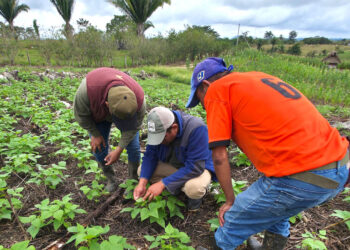 Activan asistencia técnica tras detectar pulgón en huertos familiares