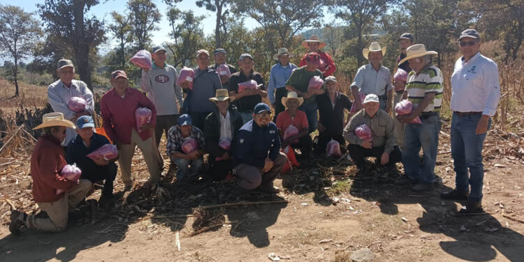 Agricultores de San Pedro Ayampuc reciben apoyo técnico y semillas de ICTA