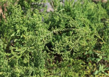 Apazote, la planta tradicional que cuida la digestión y conecta con la cultura maya