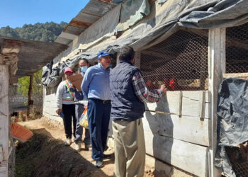 Aseguran calidad de productos avícolas para la alimentación escolar en Tejutla