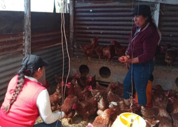 Asesoría técnica impulsa la producción de huevos en San Marcos