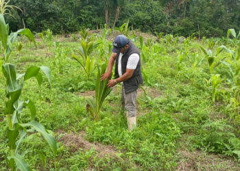 Brindan asistencia técnica al cultivo de coco en Melchor de Mencos