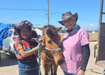 Brindan atención veterinaria a animales de trabajo