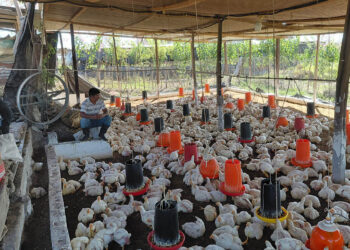Brindan recomendaciones para reducir humedad y prevenir enfermedades en pollos