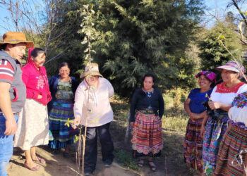 Buenas prácticas agrícolas fortalecen frutales de productores de Salcajá
