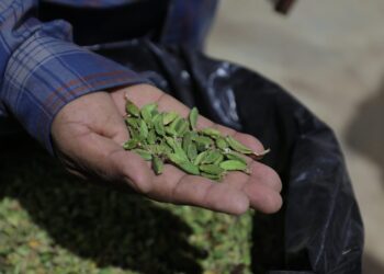 Cardamomo, cultivo clave para la economía y la salud en Guatemala