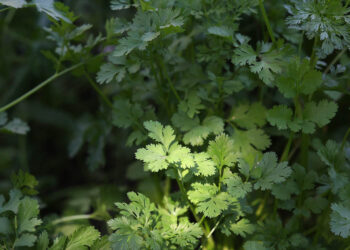Cilantro un cultivo que dinamiza mercados