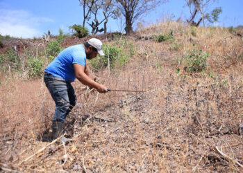 Cobertura vegetal mejora la productividad y protege los suelos agrícolas