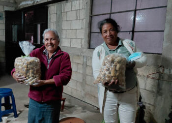 Cultivo de hongo ostra un motor económico para la comunidad