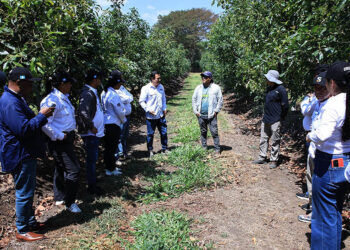 Delegación regional verifica controles sanitarios en planta de aguacate