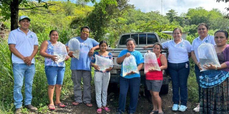 Distribuidos más de 240 mil alevines de tilapia en 14 municipios de Petén