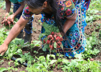 El rábano, cultivo de ciclo corto que impulsa ingresos y huertos familiares