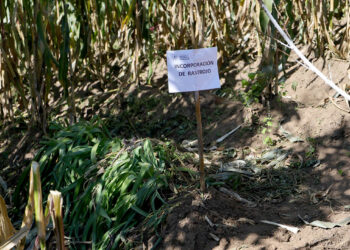 El rastrojo, un aliado de la sostenibilidad agrícola