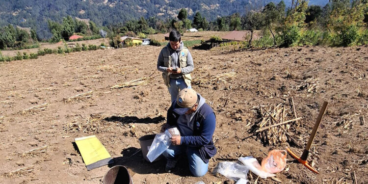 En marcha levantamiento de muestras de suelo en San Marcos para elaborar mapa de fertilidad