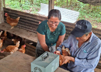 Entregan 200 pollitas ponedoras en San Andrés