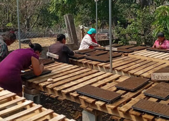 Familias agricultoras de Chiquimula inician camino hacia la prosperidad
